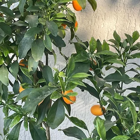 Satsuma House * Bodrum